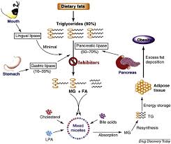 Lipase Enzyme
